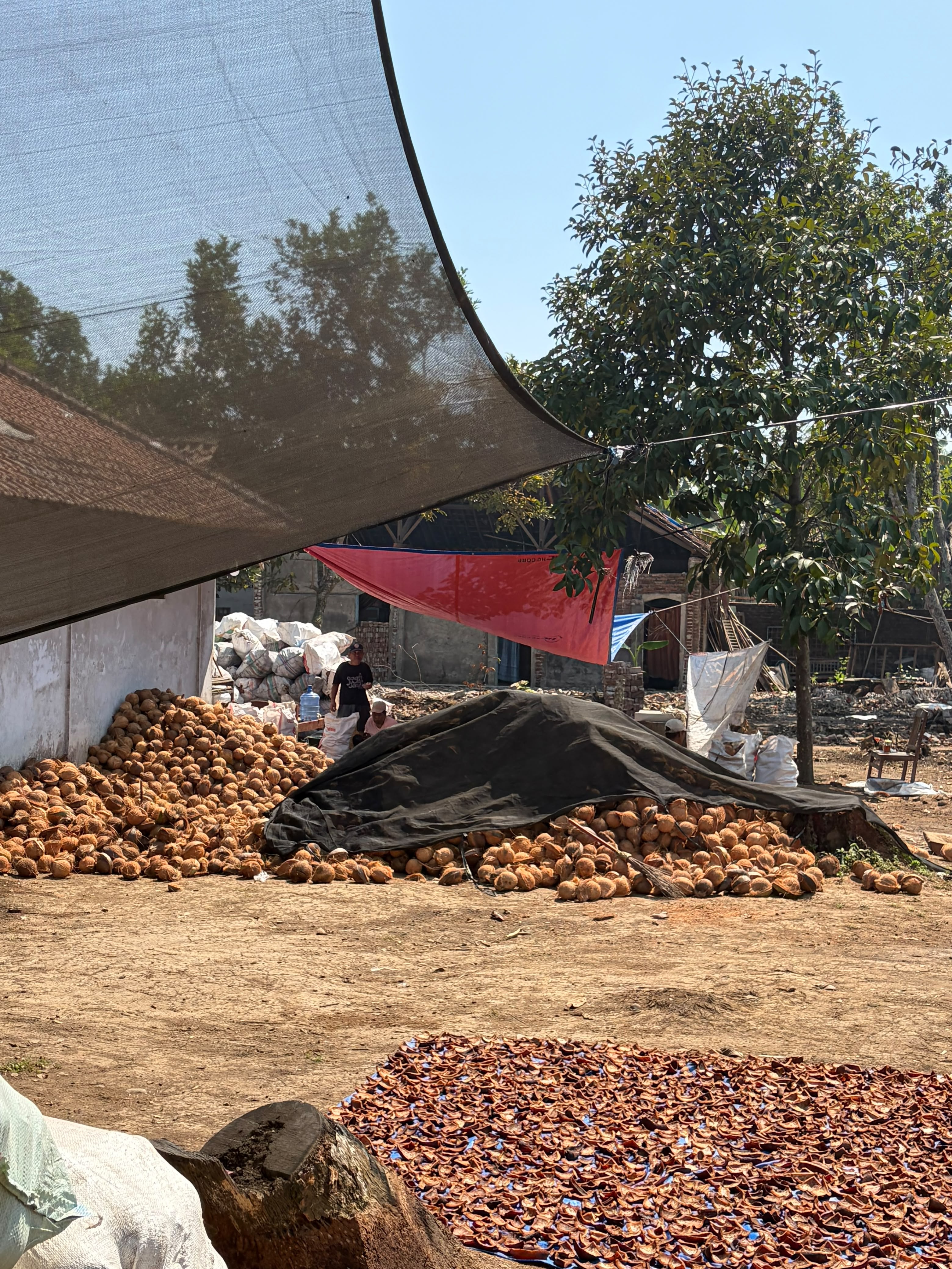 Global Optima Distribusi coconut processing activity